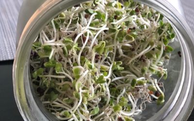 The Benefits of Sprouts (and How to Grow them Yourself!)