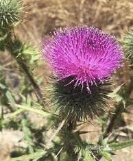 Love Your Liver with Milk Thistle