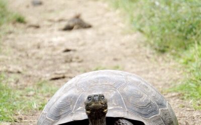 Slow and Steady Wins the Race…There are No Quick Fixes with Wellness