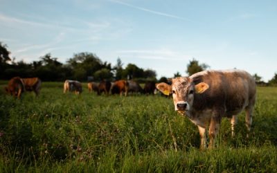 The Health Benefits of Grass-Fed and Free-Range