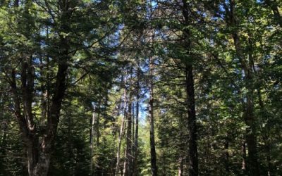 Forest Bathing: What It Is & Why You Should Be Doing It