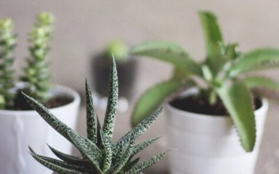 5 Natural (and Easy!) Ways to Help Clean the Air In Your Home