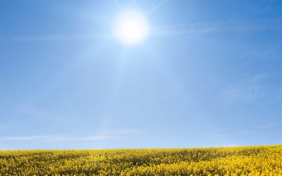 The Amazing Benefits of Vitamin D
