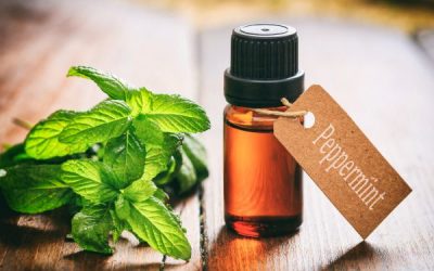 My Most-Used Supplements for Digestion